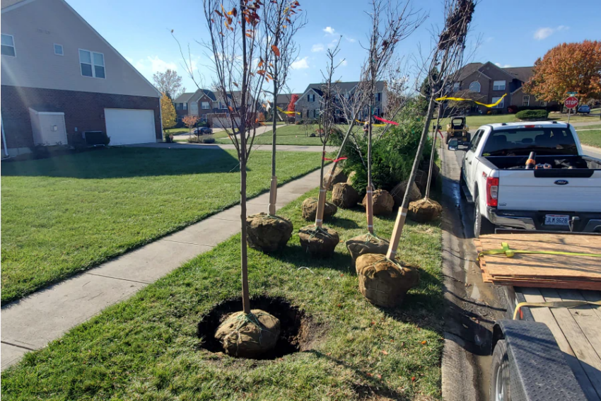 Tree & Plant Installation